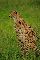 Cheetah Waiting for the Hunt