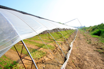 Vegetable greenhouses appearance