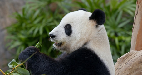 Obraz na płótnie Canvas Panda eat green bamboo