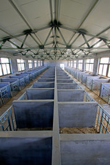 calves breeding room in a farm