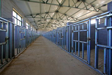 calves breeding room in a farm