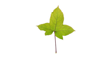 Fototapeta premium Maple leaf on white background