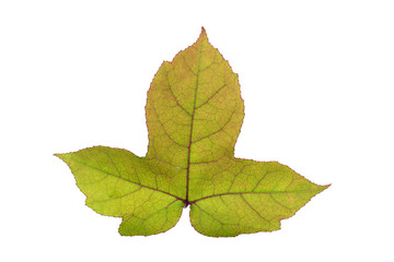 Maple leaf on white background