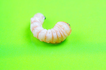 Monochamus alternatus larvae