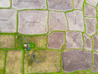 Vertical view of Farmer shed surrounded by Rice Paddy Fields in various stages of growth