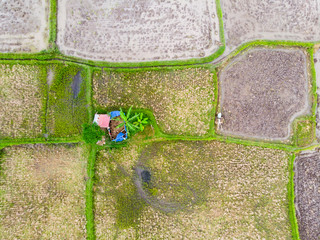 Vertical view of Farmer shed surrounded by Rice Paddy Fields in various stages of growth