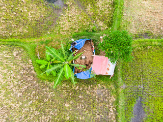 Vertical view of Farmer shed surrounded by Rice Paddy Fields in various stages of growth