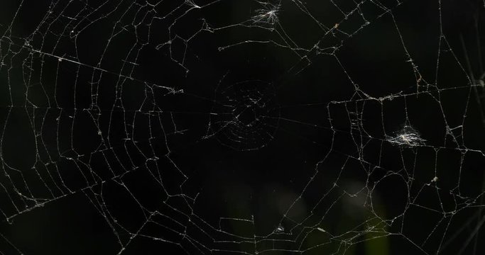 A spider web, France