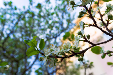 Sprigs of plums with flowers on a natural background.