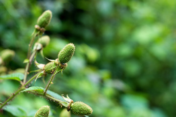 Rubus fruit / wild fruit raspberry