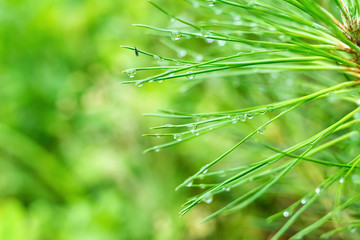 Water drops on pine needles