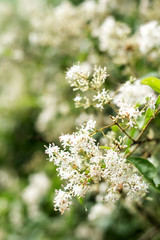 Small wax chrysanthemum / Oleaceae genus white small flower / spring and summer dreamy fantasy background