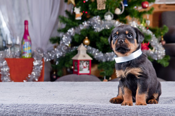 Szczenię rottweiler w zimowej scenerii