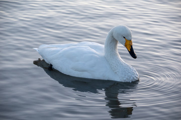 ハクチョウとカモと瓢湖