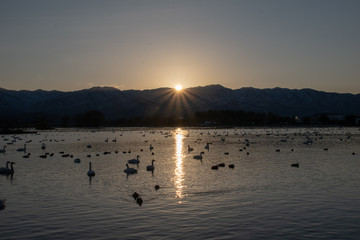 ハクチョウとカモと瓢湖