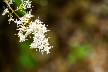 Small wax chrysanthemum / Oleaceae genus white small flower / spring and summer dreamy fantasy background