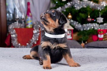 Rottweiler szczenię w sylwestrowej scenerii