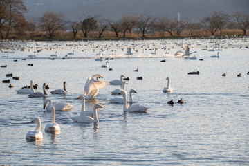 ハクチョウとカモと瓢湖