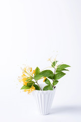Honeysuckle/Chinese herbal tea flower background material on white background