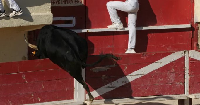 French-style bloodless bullfighting called course camarguaise in Saintes-Maries de la Mer, Camargue, France