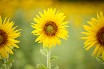 Colorful sunflowers in field.