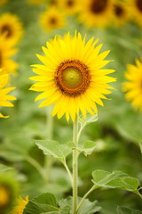 Colorful sunflowers in field.