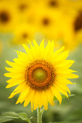 Fototapeta premium Colorful sunflowers in field.