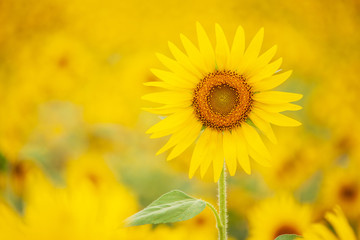 Colorful sunflowers in field.