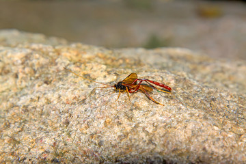ichneumon on plant