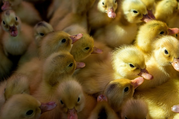 Newborn little yellow duck