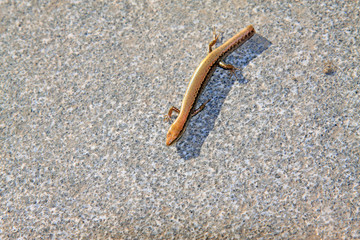 Lizards on the ground