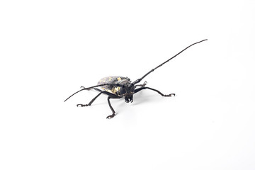 Cloud spotted beetle
