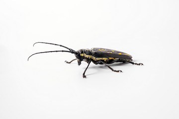 Cloud spotted beetle