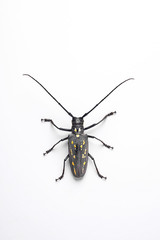 Cloud spotted beetle