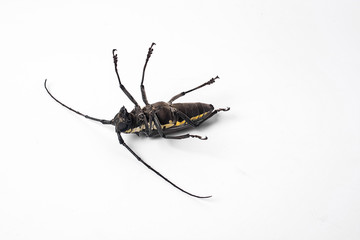 Cloud spotted beetle