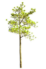 isolated pine tree on a white background.