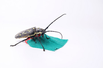Cloud spotted beetle