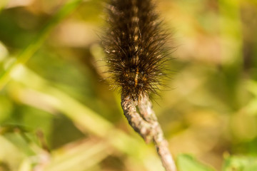 Raupe Bärenspinner