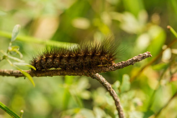 Raupe Bärenspinner