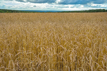 Field of ripe wheat
