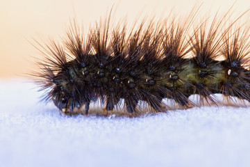 Raupe Bärenspinner