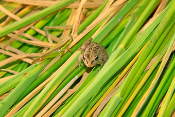 Obraz premium frog and grasshopper on plant