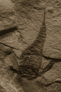 Picture of an extint trilobite