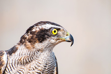 Portrait of a falcon isolated on white background 