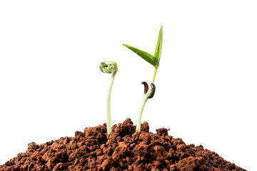 Budding / breaking through the soil sprouting beans