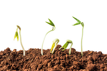 Budding / breaking through the soil sprouting beans