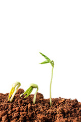 Budding / breaking through the soil sprouting beans