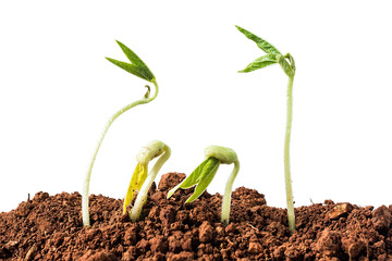 Budding / breaking through the soil sprouting beans