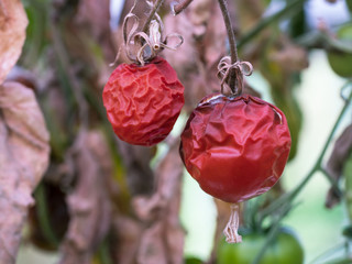 Some old wrinkled tomatoes still hanging on the wilted plant