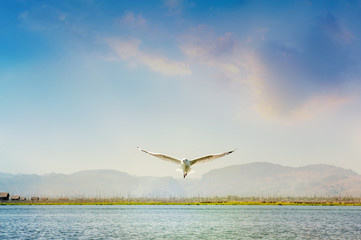 Herring gull on the fly in the warm sky